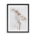 Plakat w ramie 50x70 - Gałęzie Bawełny na Białym Tle - gałęzie bawełny na białym tle, minimalizm - rama czarna