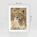 Plakat w ramie 30x40 - Potęga lwów w Afryce - lew, lwica - rama biała