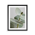 Plakat w ramie 30x40 - Eukaliptusowa zieleń - eukaliptus, zielone - rama czarna