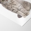 Plakat bez ramy 30x40 - Kocie uroki na płótnie - kot, kotek