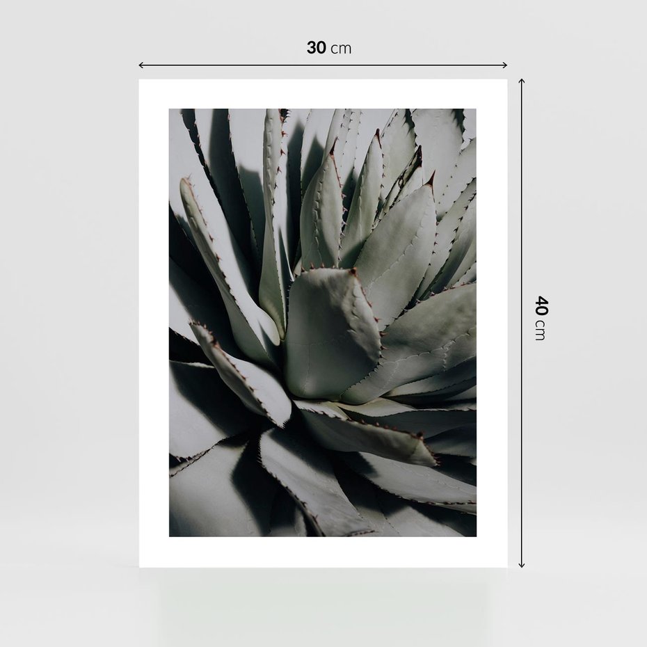 Plakat bez ramy 30x40 - Egzotyczny Raj - sukulenty, kaktusy