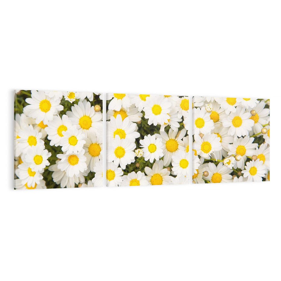 Obraz na płótnie 120x40 - Delikatność Kwiatowej Przyrody - stokrotki, kwiaty