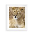Plakat w ramie 40x50 - Potęga lwów w Afryce - lew, lwica - rama biała