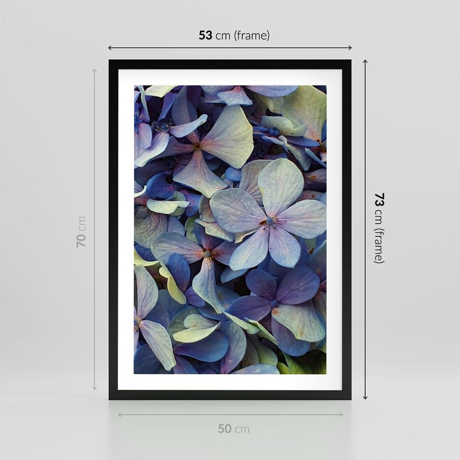 Plakat w ramie 50x70 - Hortensja - delikatność kwiatów - hortensja, kwiaty - rama czarna