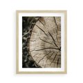 Plakat w ramie 40x50 - Wnętrze Natury - pień, przecięty pień - rama drewno