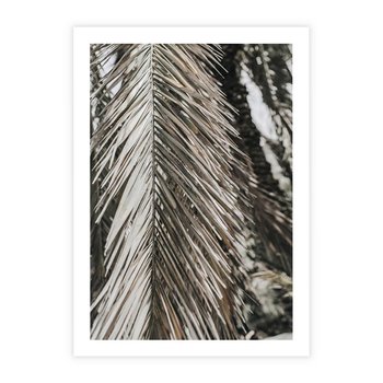 Plakat bez ramy 50x70 - Egzotyczne Gałęzie - suche gałęzie, liście palmy