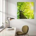 Obraz na płótnie 40x40 - Drzewo pod Słońcem: Łączność z Naturą - drzewo, słońce