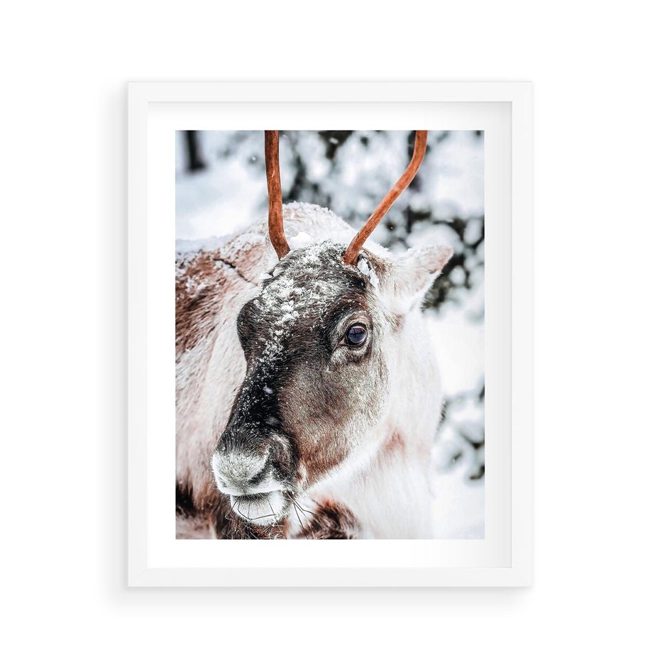 Plakat w ramie 40x50 - Renifer w Zimowej Krainie - renifer, zima - rama biała