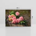Obraz na płótnie 120x80 - Różowe Piękno - róże, kwiaty