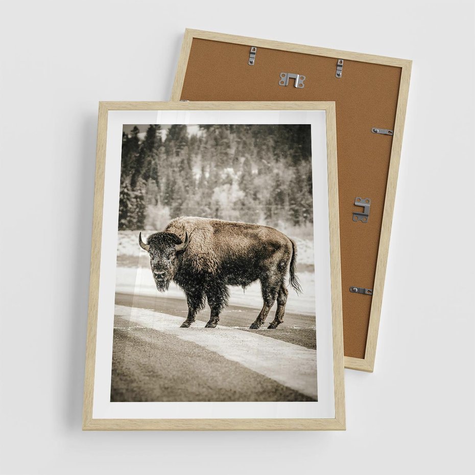 Plakat w ramie 50x70 - Spotkanie z Żubrem na Leśnej Drodze - żubr, las - rama drewno