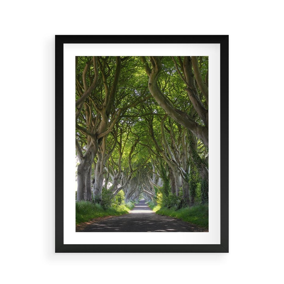 Plakat w ramie 40x50 - Magiczny Las - drzewa, las - rama czarna