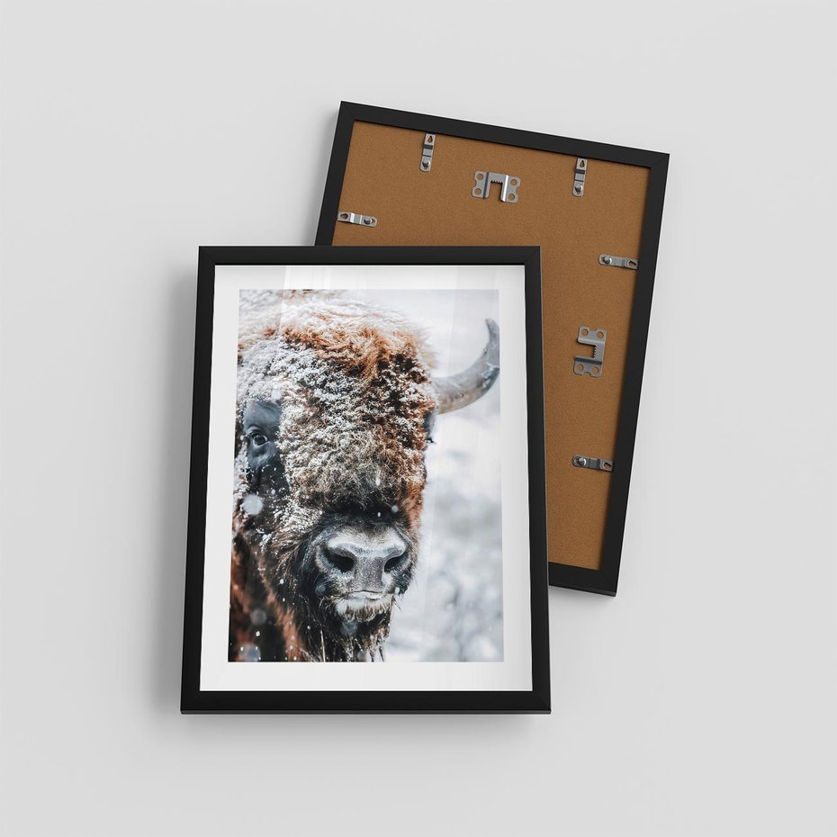Plakat w ramie 30x40 - Żubr w Krainie Śniegu - żubr, zima - rama czarna