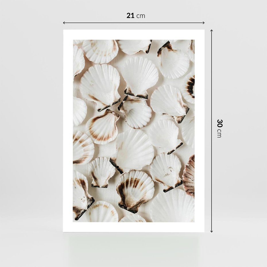 Plakat bez ramy 21x30 - Białe Muszle - białe muszle, ujęcie z góry