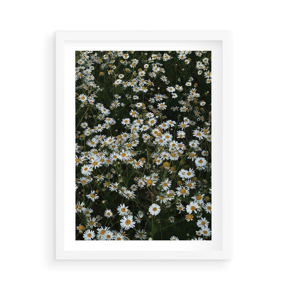 Plakat w ramie 50x70 - Stokrotkowa Idylla na Łące - łąka, stokrotki - rama biała