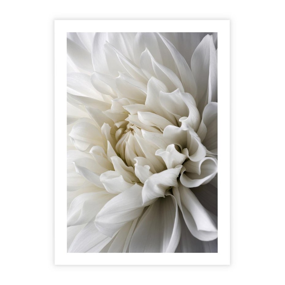 Plakat bez ramy 21x30 - Białe Kwiaty Delikatności - białe, kwiaty