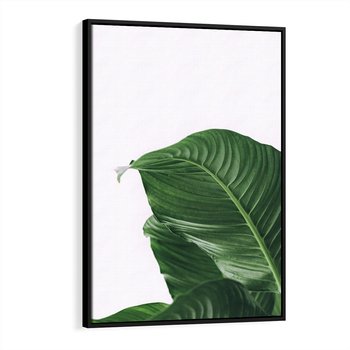 Obraz w ramie 50x70 - Zielone liście monstery - liście, monstera - rama czarna