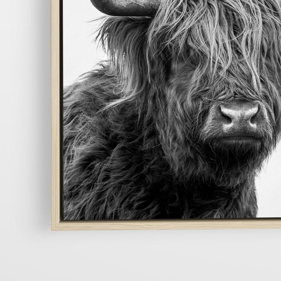 Obraz w ramie 50x50 - Moc i Spokój - amerykańskie bydło, byk - rama drewno