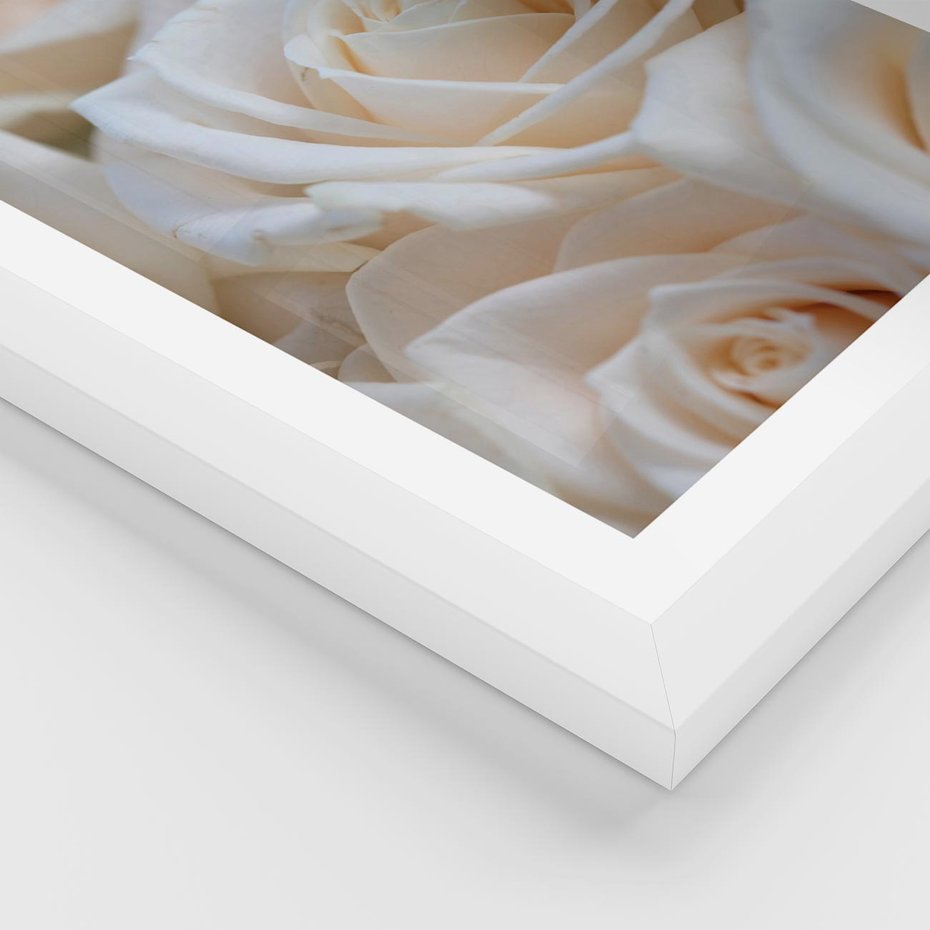 Plakat w ramie 50x70 - Białe róże piękności - białe, róże - rama biała