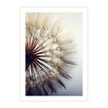 Plakat bez ramy 50x70 - Makro piękno dmuchawca - makro, dmuchawiec