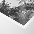Plakat bez ramy 21x30 - Palmy w Monochromii - palmy, tropikalne palmy