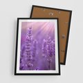 Plakat w ramie 50x70 - Fioletowa harmonia lawendy - lawenda, fiolet - rama czarna