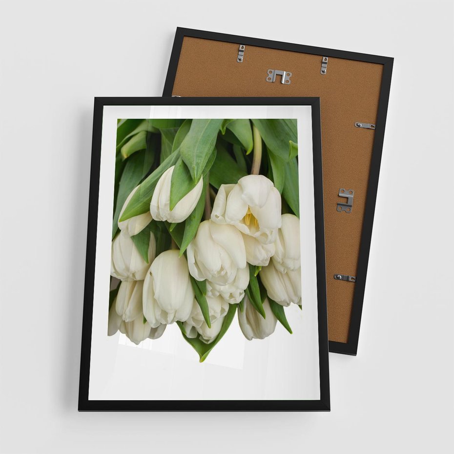 Plakat w ramie 50x70 - Białe tulipany w pełnym rozkwicie - białe, tulipany - rama czarna