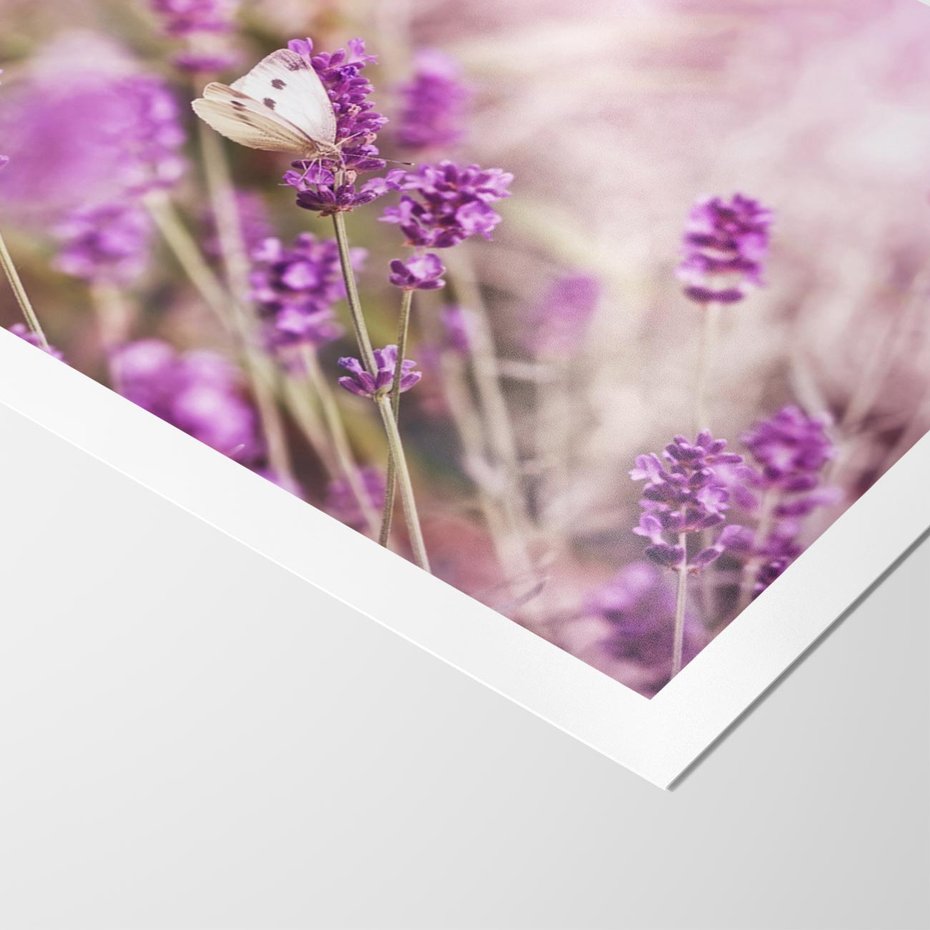 Plakat bez ramy 40x50 - Majestat lawendy: fioletowe pola - lawenda, fiolet