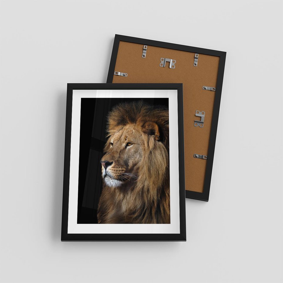 Plakat w ramie 30x40 - Władca Dzikiej Przyrody - lew, król - rama czarna