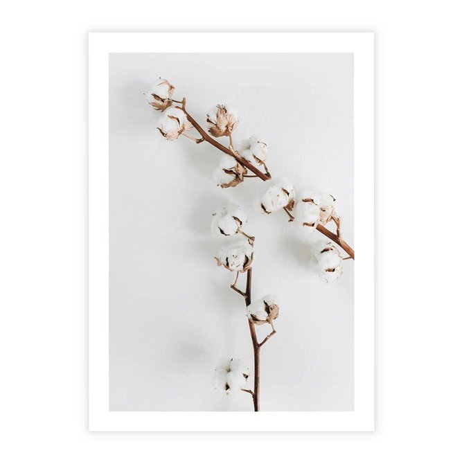 Plakat bez ramy 21x30 - Gałęzie Bawełny na Białym Tle - gałęzie bawełny na białym tle, minimalizm