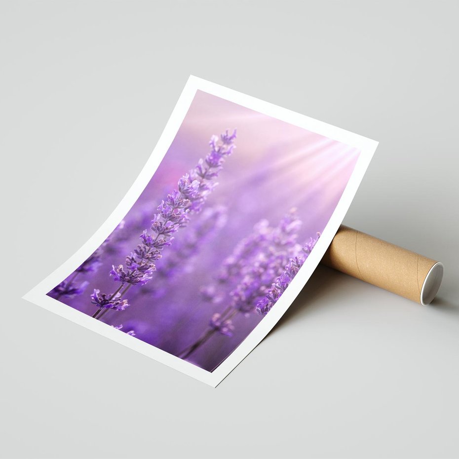 Plakat bez ramy 30x40 - Fioletowa harmonia lawendy - lawenda, fiolet