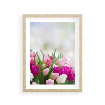 Plakat w ramie 50x70 - Tulipany w pełnym rozkwicie - tulipany, kwiaty - rama drewno