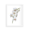Plakat w ramie 30x40 - Ekskluzywny Relaks - storczyk, spa - rama biała