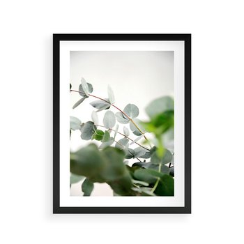 Plakat w ramie 40x50 - Zielony Świat Eukaliptusa - eukaliptus, fotografia - rama czarna