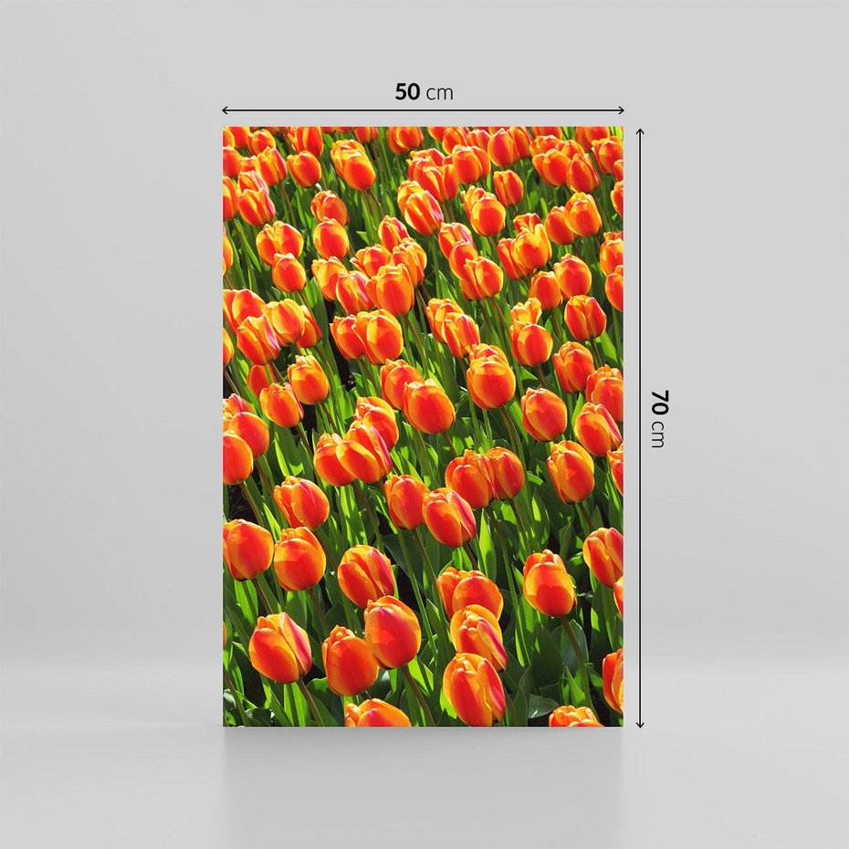 Obraz na płótnie 50x70 - Urok tulipanów piękno kwiatów - tulipany, kwiaty