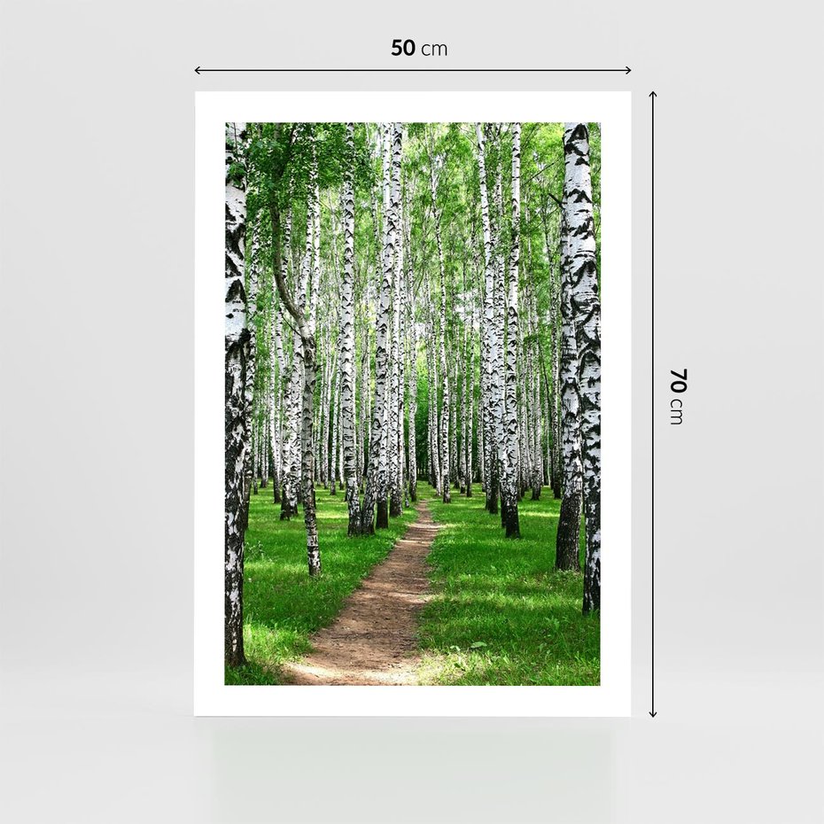 Plakat bez ramy 50x70 - Bajkowy las pełen brzóz - las, brzozy