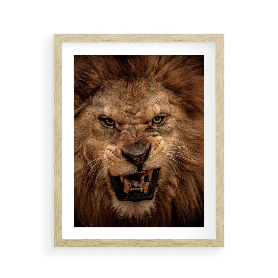 Plakat w ramie 40x50 - Władca Sawanny - lew, sawanna - rama drewno