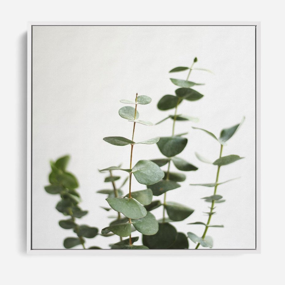Obraz w ramie 80x80 - Żywa eukaliptusowa zieleń - eukaliptus, zielone - rama biała
