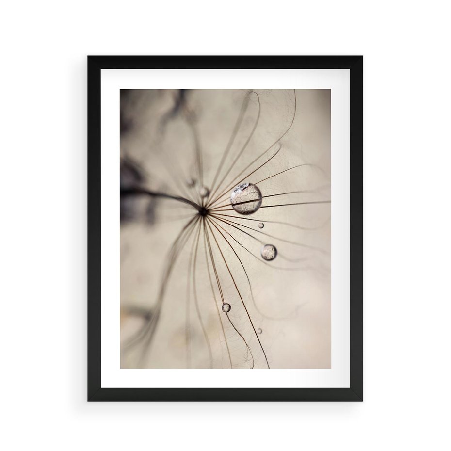 Plakat w ramie 40x50 - Makro Uroda: Kropla na Dmuchawcu - zbliżenie makro, kropla wody na ziarenku dmuchawca - rama czarna