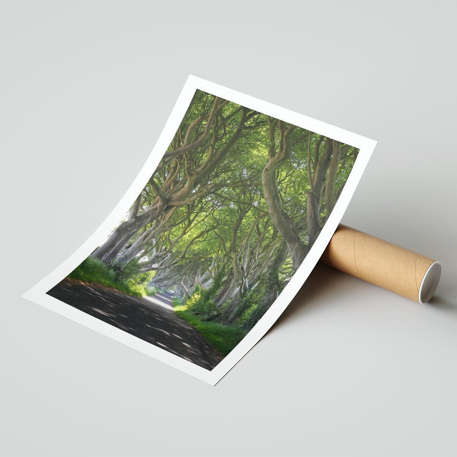 Plakat bez ramy 50x70 - Magiczny Las - drzewa, las