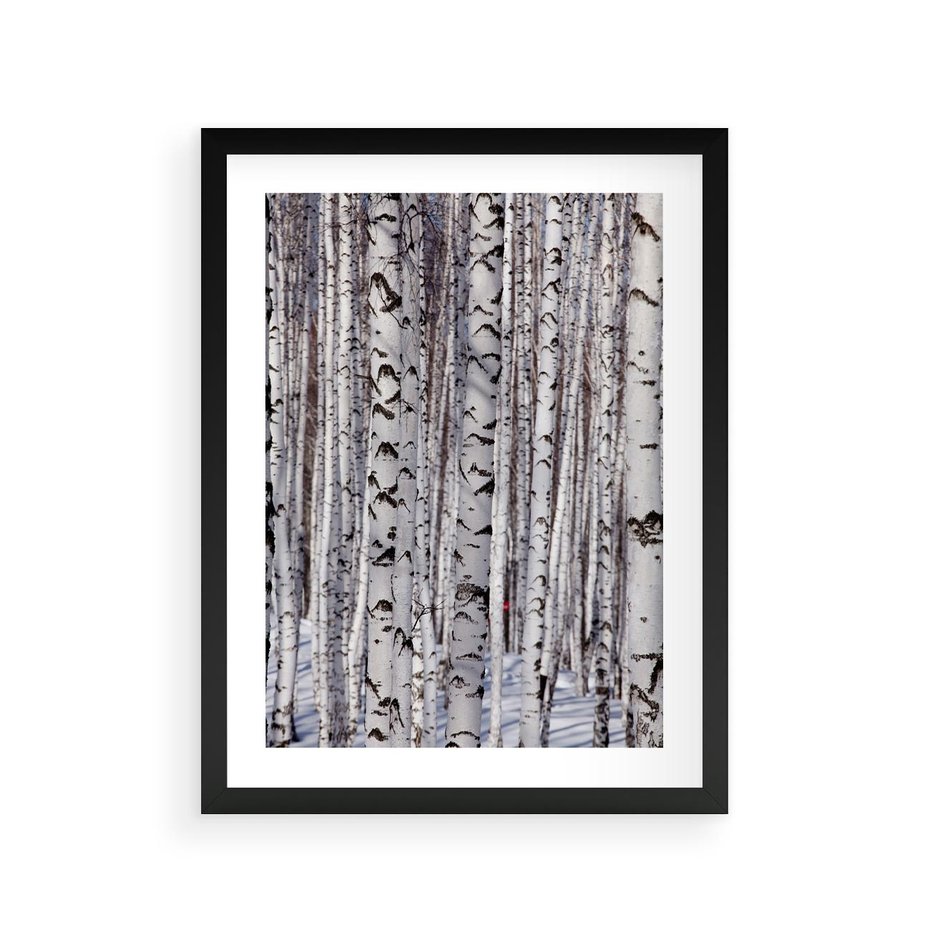 Plakat w ramie 30x40 - Lśniące Brzozy - brzozy, las - rama czarna