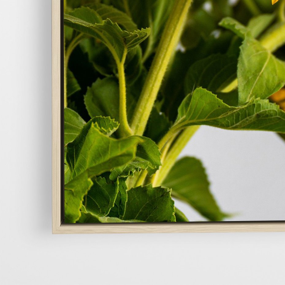 Obraz w ramie 50x70 - Słoneczna Radość - fotografia, żółte słoneczniki - rama drewno