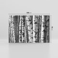 Obraz na płótnie 100x70 - Kontrast Monochromatyczny - brzozy, czarno