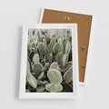 Plakat w ramie 50x70 - Kaktusowa Harmonia - kaktusy, fotografia - rama biała