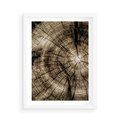 Plakat w ramie 50x70 - Natura Pod Lupą - pień drzewa, przekrój - rama biała