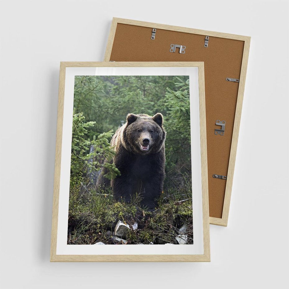 Plakat w ramie 50x70 - Spotkanie z Niedźwiedziem w Lesie - niedźwiedź, las - rama drewno