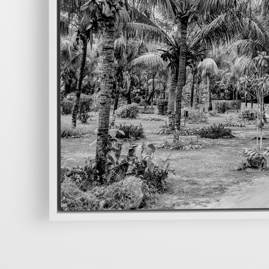 Obraz w ramie 80x80 - Mroczna Ścieżka Tropików - czarno biała fotografia, ścieżka pośród palm - rama biała