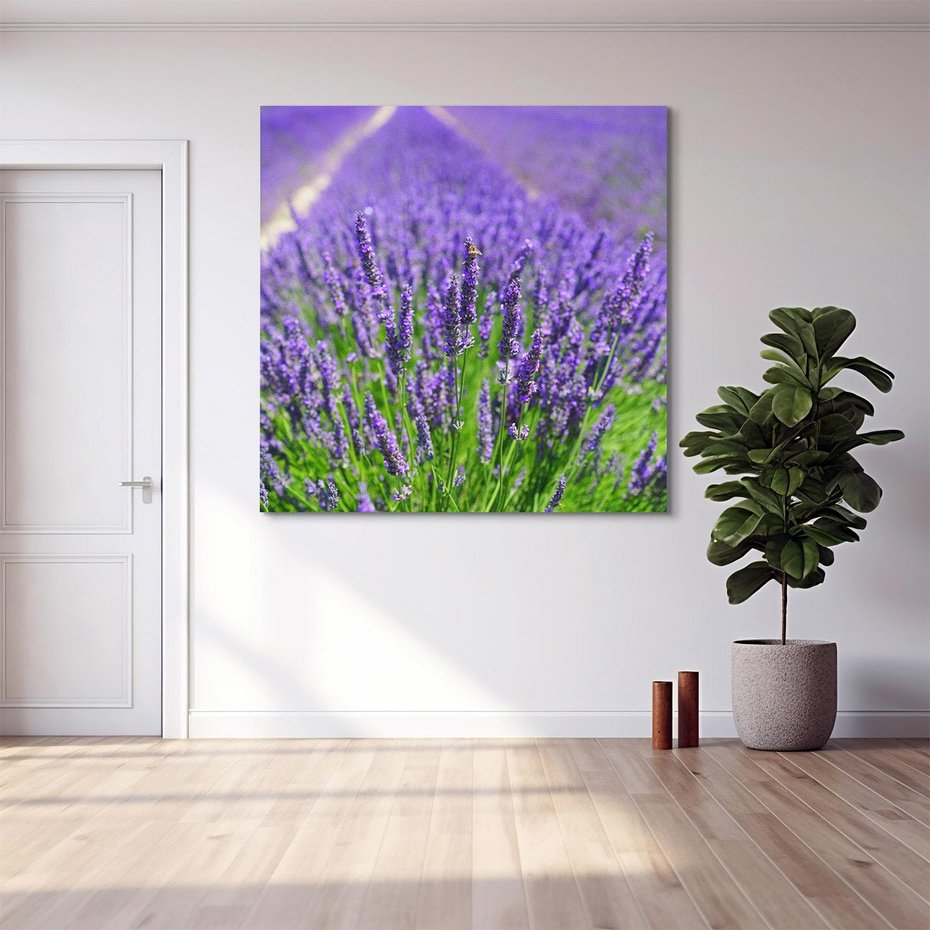 Obraz na płótnie 50x50 - Lawendowe pola piękno natury - lawenda, kwiaty