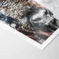 Plakat bez ramy 30x40 - Żubr w Krainie Śniegu - żubr, zima