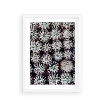 Plakat w ramie 50x70 - Wzór Kaktusów - kaktusy w doniczkach, ujęcie z góry - rama biała