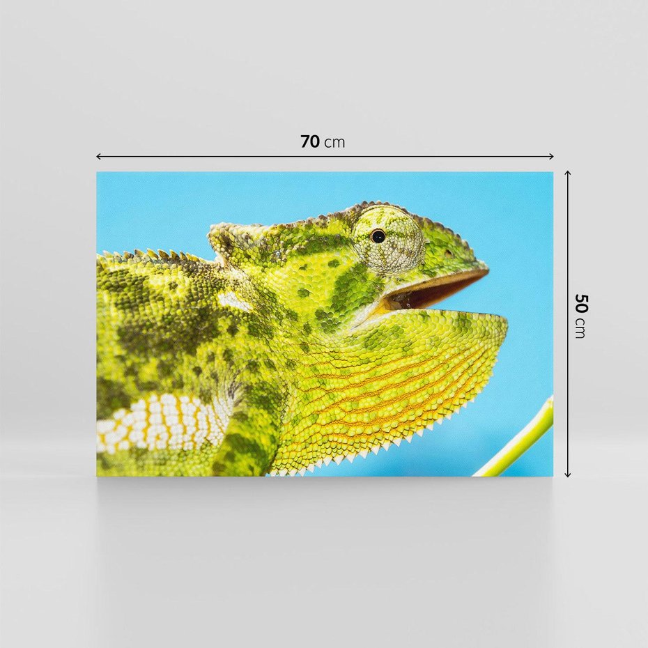 Obraz na płótnie 70x50 - Kameleon w swoim świecie - kameleon, jaszczurka